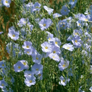 Lewis Flax Seeds – Linum lewisii Wildflower Seeds – 100 Seeds – Pollinator Friendly - Image 1