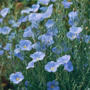 Lewis Flax Seeds – Linum lewisii Wildflower Seeds – 100 Seeds – Pollinator Friendly - Image 4