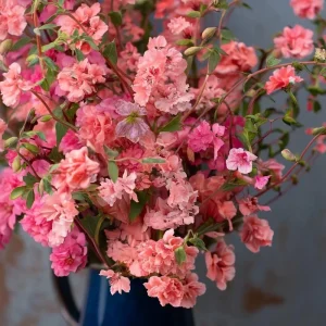 Light Salmon Clarkia Seeds - Clarkia unguiculata - 50 Seeds - Salmon Pink Wildflower - Image 2