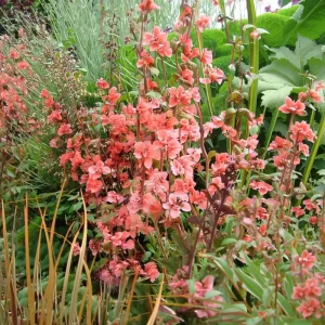 Light Salmon Clarkia Seeds - Clarkia unguiculata - 50 Seeds - Salmon Pink Wildflower - Image 3
