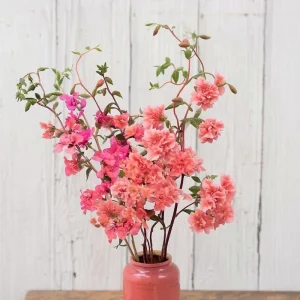 Light Salmon Clarkia Seeds - Clarkia unguiculata - 50 Seeds - Salmon Pink Wildflower - Image 4