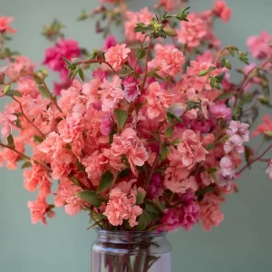 Light Salmon Clarkia Seeds - Clarkia unguiculata - 50 Seeds - Salmon Pink Wildflower - Image 1