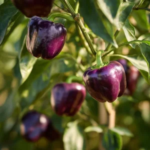 Lilac Sweet Bell Pepper Seeds - 30 Count, Container Garden Variety - Image 3