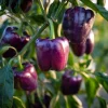 Lilac Sweet Bell Pepper Seeds - 30 Count, Container Garden Variety - Image 1