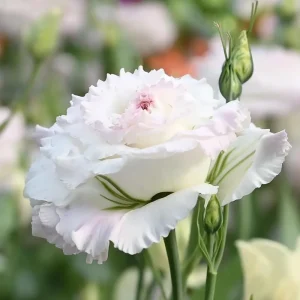 Lisianthus Seeds Pale Pink - Eustoma Grandiflorum - 25 Seed Pack - Image 2
