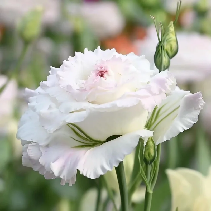Lisianthus Seeds Pale Pink - Eustoma Grandiflorum - 25 Seed Pack - Image 2