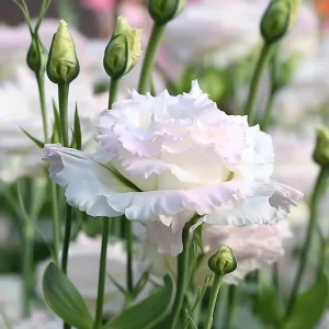 Lisianthus Seeds Pale Pink - Eustoma Grandiflorum - 25 Seed Pack - Image 3