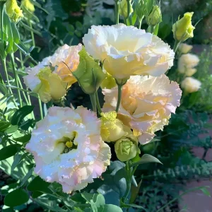 Lisianthus Seeds Pale Pink - Eustoma Grandiflorum - 25 Seed Pack - Image 4