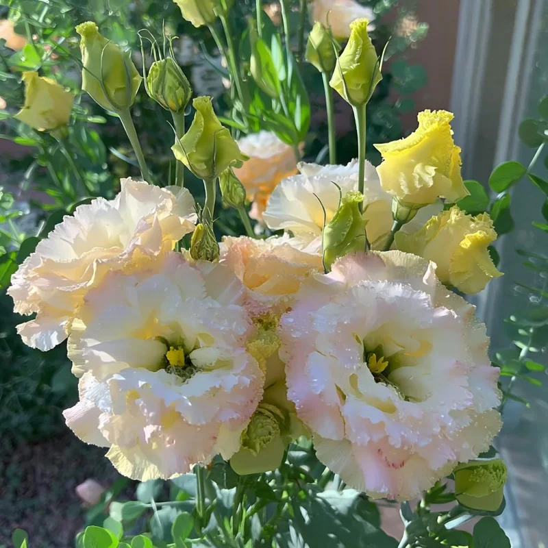 Lisianthus Seeds Pale Pink - Eustoma Grandiflorum - 25 Seed Pack - Image 5