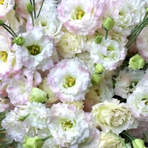 Lisianthus Seeds Pale Pink - Eustoma Grandiflorum - 25 Seed Pack - Image 1