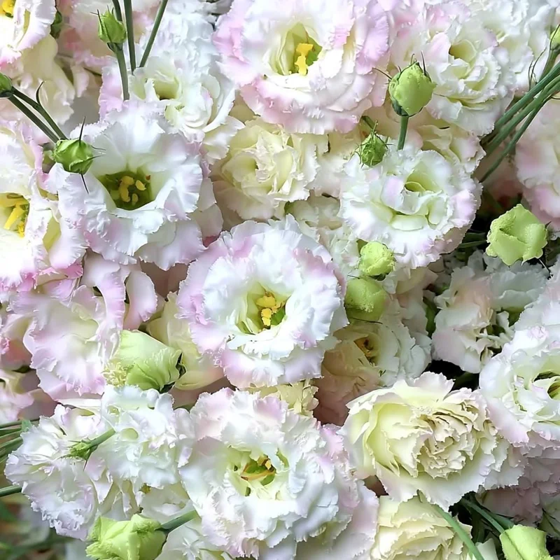 Lisianthus Seeds Pale Pink - Eustoma Grandiflorum - 25 Seed Pack - Image 1
