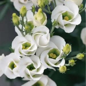 Lisianthus Seeds - Solo White F1 Eustoma - 25 Pure White Flower Seeds - Image 2