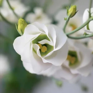 Lisianthus Seeds - Solo White F1 Eustoma - 25 Pure White Flower Seeds - Image 3