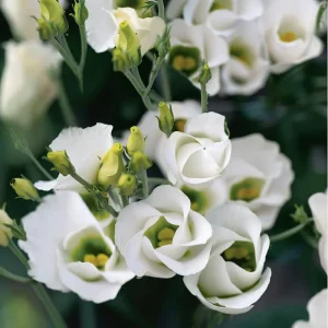Lisianthus Seeds - Solo White F1 Eustoma - 25 Pure White Flower Seeds - Image 4