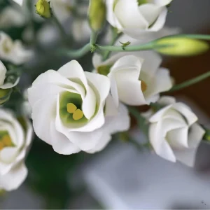 Lisianthus Seeds - Solo White F1 Eustoma - 25 Pure White Flower Seeds - Image 5