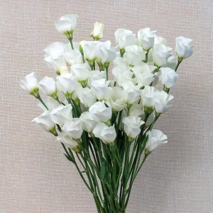 Lisianthus Seeds - Solo White F1 Eustoma - 25 Pure White Flower Seeds - Image 6
