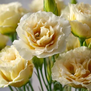 Lisianthus Seeds - Voyage 2 Yellow - 25 Seeds - Soft Apricot Double Ruffled Blooms - Image 6