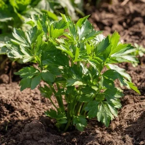 Lovage Seeds – Levisticum officinale – 50 Seeds – Aromatic Culinary & Medicinal Herb - Image 3