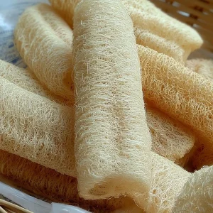 Luffa Gourd Seeds - 15 Count Heirloom Edible & Natural Sponge Variety - Image 3