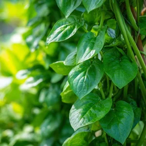 Malabar Spinach Seeds - 50 Seeds - Heat-Tolerant, Edible Climbing Vine - Image 4