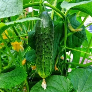 Marketmore Cucumber Live Plant - Heirloom Slicing Vegetable, 4-6 Inch Tall in 4" Pot - Image 2