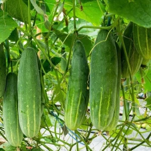 Marketmore Cucumber Live Plant - Heirloom Slicing Vegetable, 4-6 Inch Tall in 4
