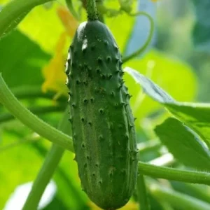 Marketmore Cucumber Live Plant - Heirloom Slicing Vegetable, 4-6 Inch Tall in 4