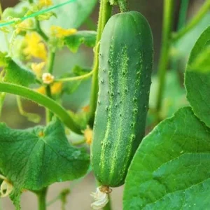 Marketmore Cucumber Live Plant - Heirloom Slicing Vegetable, 4-6 Inch Tall in 4