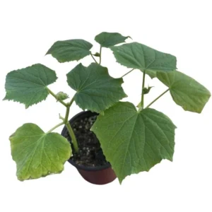 Marketmore Cucumber Live Plant - Heirloom Slicing Vegetable, 4-6 Inch Tall in 4