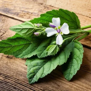 Marshmallow Seeds - Althaea officinalis Perennial Medicinal Herb - 50 Seed Pack - Image 2