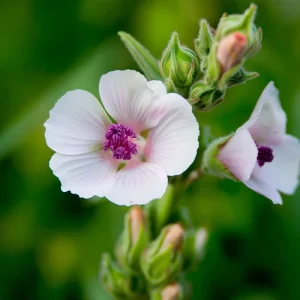Marshmallow Seeds - Althaea officinalis Perennial Medicinal Herb - 50 Seed Pack - Image 3