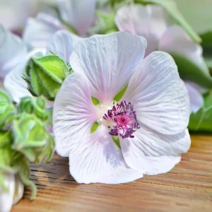 Marshmallow Seeds - Althaea officinalis Perennial Medicinal Herb - 50 Seed Pack - Image 4