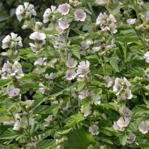 Marshmallow Seeds - Althaea officinalis Perennial Medicinal Herb - 50 Seed Pack - Image 1