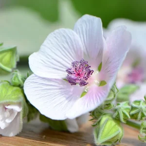 Marshmallow Seeds - Althaea officinalis Perennial Medicinal Herb - 50 Seed Pack - Image 5
