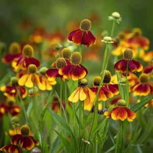 Mexican Hat Coneflower Seeds – Ratibida columnifera – 300 Seeds – Pollinator Friendly - Image 2