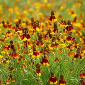 Mexican Hat Coneflower Seeds – Ratibida columnifera – 300 Seeds – Pollinator Friendly - Image 3