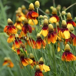 Mexican Hat Coneflower Seeds – Ratibida columnifera – 300 Seeds – Pollinator Friendly - Image 4