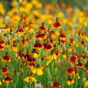 Mexican Hat Coneflower Seeds – Ratibida columnifera – 300 Seeds – Pollinator Friendly - Image 1