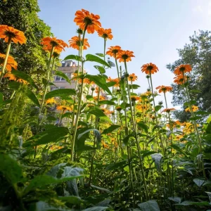 Mexican Sunflower Seeds - Tithonia Rotundifolia 50 Seeds - Bright Orange Blooms - Image 2