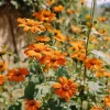 Mexican Sunflower Seeds - Tithonia Rotundifolia 50 Seeds - Bright Orange Blooms - Image 1