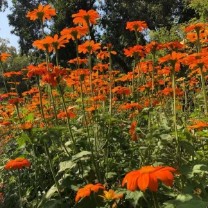 Mexican Sunflower Seeds - Tithonia Rotundifolia 50 Seeds - Bright Orange Blooms - Image 4