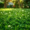 Micro Clover Seeds 10000 Count – Mini White Clover Lawn Alternative – Perennial Ground Cover - Image 1