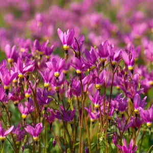 Midland Shooting Star Seeds - Dodecatheon meadia Wildflower Seeds - 25 Seeds - Image 1