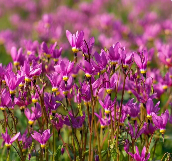 Midland Shooting Star Seeds - Dodecatheon meadia Wildflower Seeds - 25 Seeds - Image 1