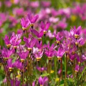 Midland Shooting Star Seeds - Dodecatheon meadia Wildflower Seeds - 25 Seeds - Image 2