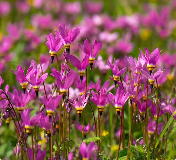 Midland Shooting Star Seeds - Dodecatheon meadia Wildflower Seeds - 25 Seeds - Image 2