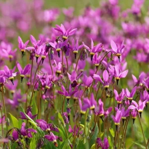 Midland Shooting Star Seeds - Dodecatheon meadia Wildflower Seeds - 25 Seeds - Image 3