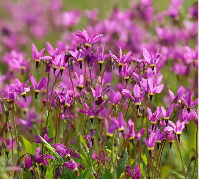 Midland Shooting Star Seeds - Dodecatheon meadia Wildflower Seeds - 25 Seeds - Image 3