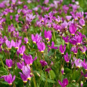 Midland Shooting Star Seeds - Dodecatheon meadia Wildflower Seeds - 25 Seeds - Image 4