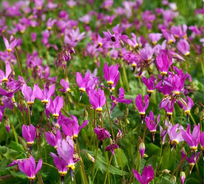 Midland Shooting Star Seeds - Dodecatheon meadia Wildflower Seeds - 25 Seeds - Image 4